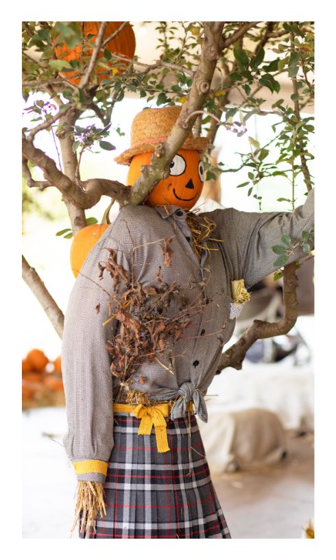 Halloween διακόσμηση & έπιπλα στα χρώματα του φθινοπώρου | Artline | Έπιπλα Άργος