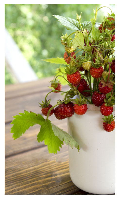 Άνοιξη και διακόσμηση κήπου | Artline | Έπιπλα Άργος